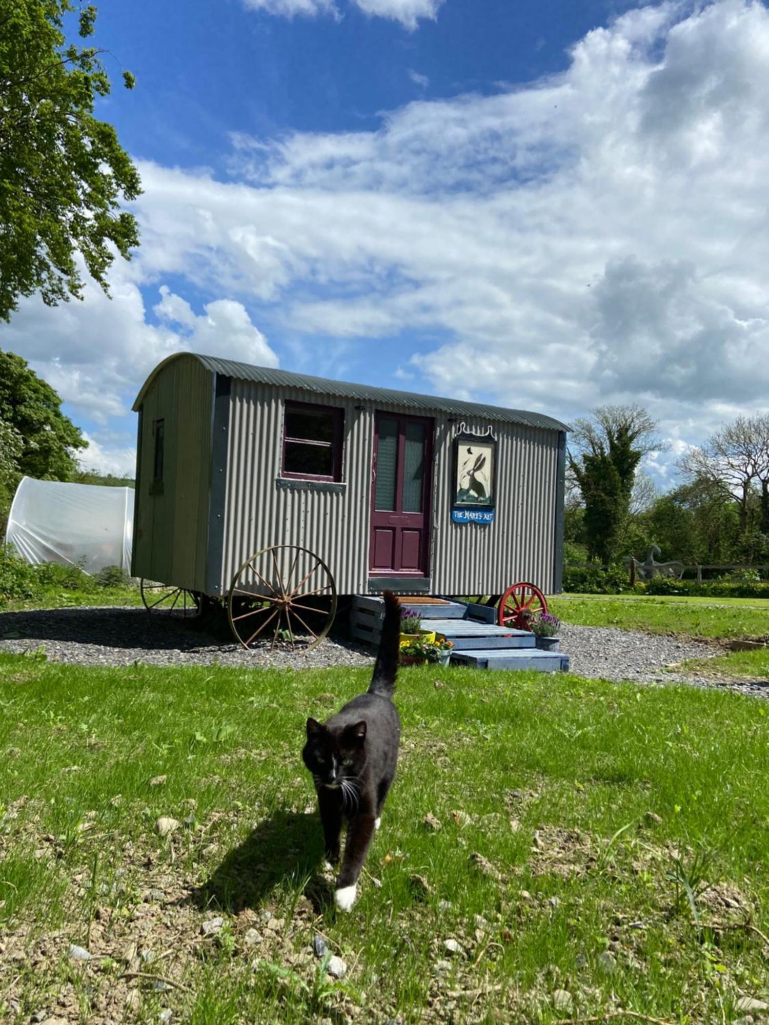 The Hares Hut At Carrigeen Glamping キルケニー エクステリア 写真